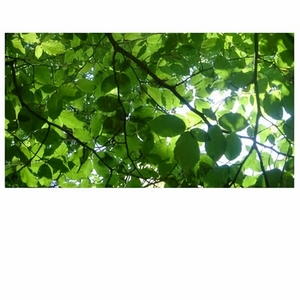 19岁大学生免费播放电视剧最新
